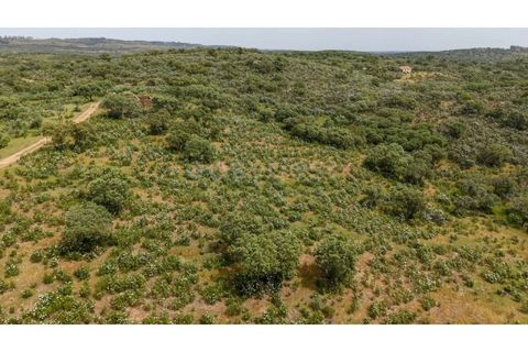 Terra a Rosmaninhal, Castelo Branco, Rosmaninhal - € 365.000 | Ref: LA98920NN - foto 8