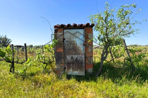 Tomt i Alpiarca, Santarem, Alpiarca - € 80 000 | Ref: DHTU-0047/2026 - foto 2