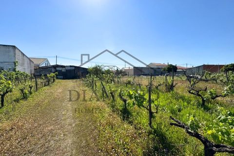 Tomt i Alpiarca, Santarem, Alpiarca - € 80 000 | Ref: DHTU-0047/2026 - foto 5