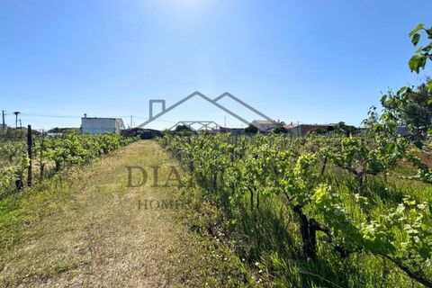 Tomt i Alpiarca, Santarem, Alpiarca - € 80 000 | Ref: DHTU-0047/2026 - foto 7