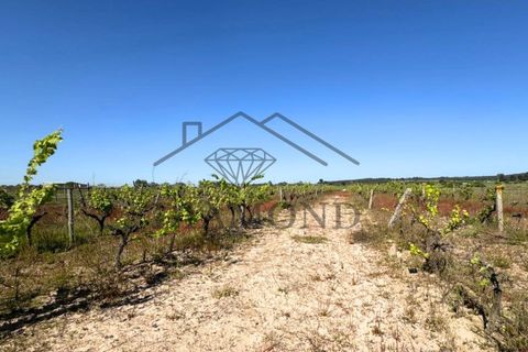 Tomt i Alpiarca, Santarem, Alpiarca - € 80 000 | Ref: DHTU-0047/2026 - foto 13