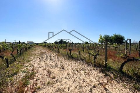 Tomt i Alpiarca, Santarem, Alpiarca - € 80 000 | Ref: DHTU-0047/2026 - foto 14