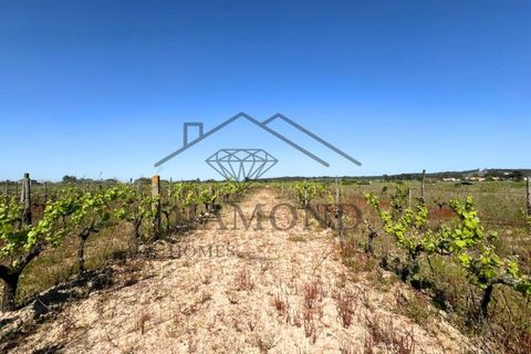 Tomt i Alpiarca, Santarem, Alpiarca - € 80 000 | Ref: DHTU-0047/2026 - foto 15