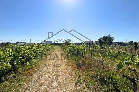 Tomt i Alpiarca, Santarem, Alpiarca - € 80 000 | Ref: DHTU-0047/2026 - foto 17