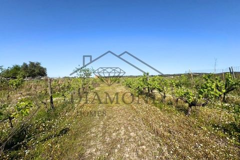 Tomt i Alpiarca, Santarem, Alpiarca - € 80 000 | Ref: DHTU-0047/2026 - foto 18