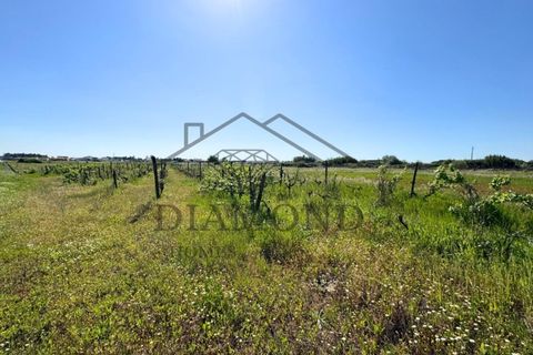 Tomt i Alpiarca, Santarem, Alpiarca - € 80 000 | Ref: DHTU-0047/2026 - foto 19