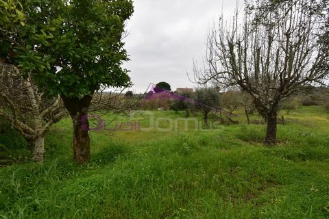 Helårsgrund i Mouriscas, Santarem, Mouriscas - € 195.000 | Ref: 2498 - foto 35