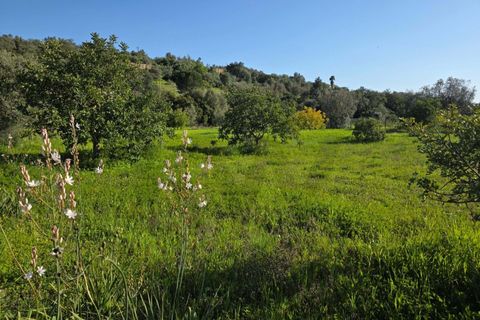 Helårsgrund i Lagoa, Faro, Lagoa - € 45.000 | Ref: KWPT-030482 - foto 3