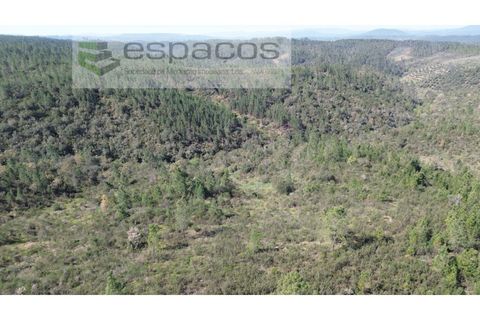 Helårsgrund i Castelo Branco, Castelo Branco, Castelo Branco - € 9.750 | Ref: 5521/EG - foto 4