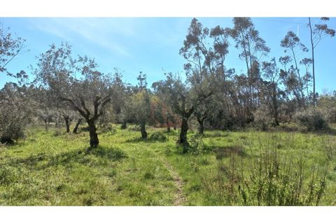 Helårsgrund i Ourem, Santarem, Ourem - € 65.000 | Ref: CV11012-22 - foto 4