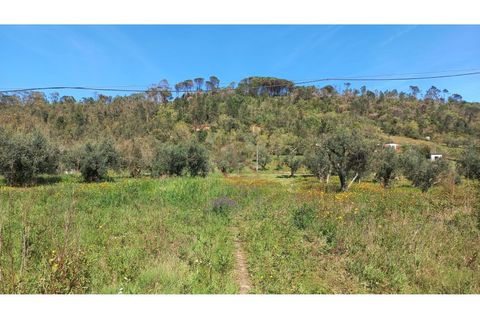 Helårsgrund i Ourem, Santarem, Ourem - € 65.000 | Ref: CV11012-22 - foto 8