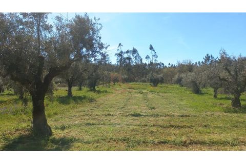 Helårsgrund i Ourem, Santarem, Ourem - € 65.000 | Ref: CV11012-22 - foto 9