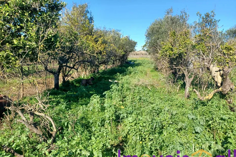 Landejendom i Faro, Faro, Faro - € 266.000 | Ref: SV 0826 - foto 9