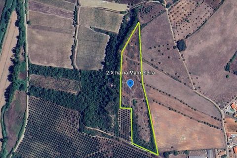Terra a Assentiz, Santarem, Assentiz - € 22.500 | Ref: SF-SAFTI:008041 - foto 2