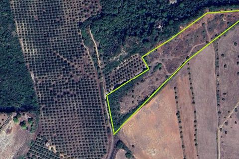 Terra a Assentiz, Santarem, Assentiz - € 22.500 | Ref: SF-SAFTI:008041 - foto 3