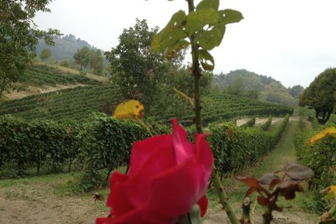 Landejendom i Cocconato, Asti, Cocconato - € 1.300.000 | Ref: 14356 - foto 9