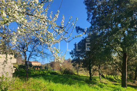 Terra a Agueda, Aveiro, Agueda - € 24.500 | Ref: AV2876 - foto 9