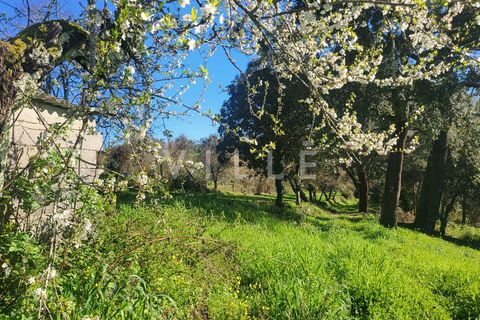 Terra a Agueda, Aveiro, Agueda - € 24.500 | Ref: AV2876 - foto 10
