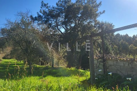 Terra a Agueda, Aveiro, Agueda - € 24.500 | Ref: AV2876 - foto 12