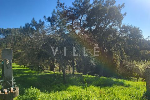 Terra a Agueda, Aveiro, Agueda - € 24.500 | Ref: AV2876 - foto 15