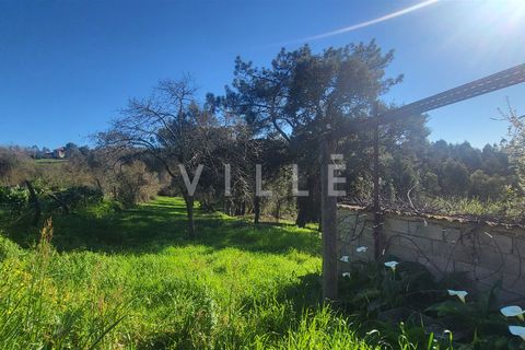 Terra a Agueda, Aveiro, Agueda - € 24.500 | Ref: AV2876 - foto 17