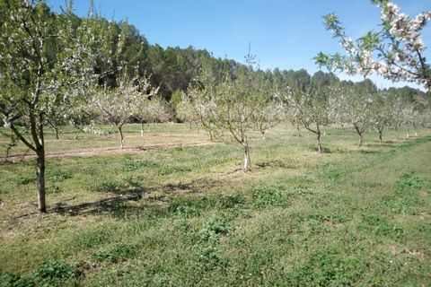 Finca i Ginestar, Tarragona, Ginestar - € 40.000 | Ref: 1015 Riscasa - foto 6