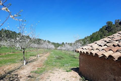 Finca i Ginestar, Tarragona, Ginestar - € 40.000 | Ref: 1015 Riscasa - foto 12