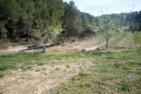 Finca i Ginestar, Tarragona, Ginestar - € 40.000 | Ref: 1015 Riscasa - foto 11