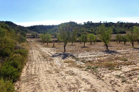 Finca i Caspe, Zaragoza, Caspe - € 20.000 | Ref: 1064 - foto 19
