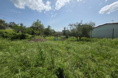 Terra a Fatima, Santarem, Fatima - € 75.000 | Ref: T1156_2025 - foto 3