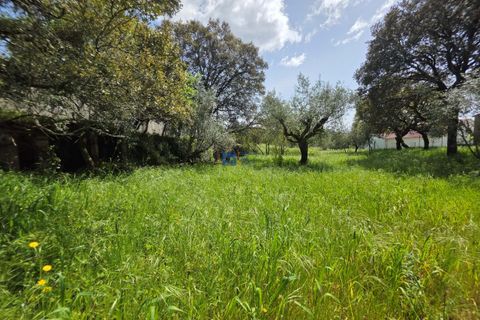 Terra a Fatima, Santarem, Fatima - € 75.000 | Ref: T1156_2025 - foto 4