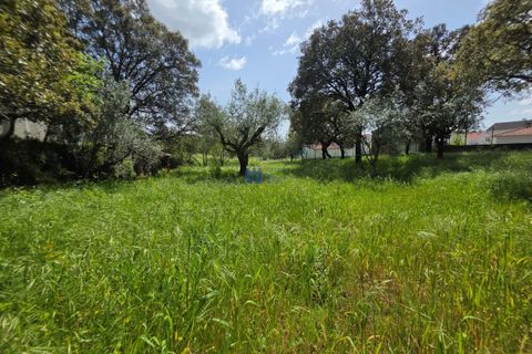 Terra a Fatima, Santarem, Fatima - € 75.000 | Ref: T1156_2025 - foto 5
