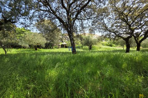 Terra a Fatima, Santarem, Fatima - € 75.000 | Ref: T1156_2025 - foto 8