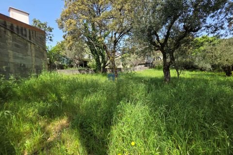 Terra a Fatima, Santarem, Fatima - € 75.000 | Ref: T1156_2025 - foto 10