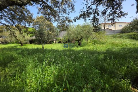 Terra a Fatima, Santarem, Fatima - € 75.000 | Ref: T1156_2025 - foto 11