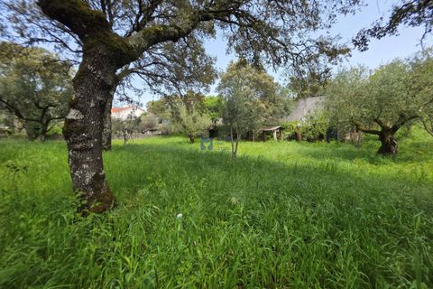 Terra a Fatima, Santarem, Fatima - € 75.000 | Ref: T1156_2025 - foto 12