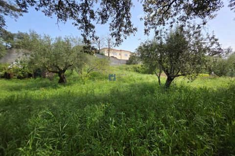 Terra a Fatima, Santarem, Fatima - € 75.000 | Ref: T1156_2025 - foto 13