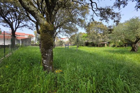 Terra a Fatima, Santarem, Fatima - € 75.000 | Ref: T1156_2025 - foto 14