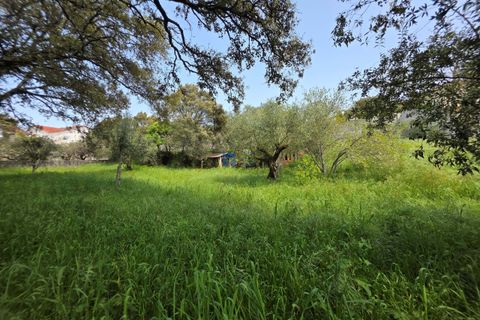 Terra a Fatima, Santarem, Fatima - € 75.000 | Ref: T1156_2025 - foto 15