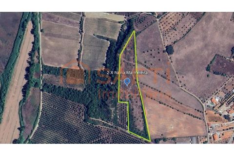 Terra a Assentiz, Santarem, Assentiz - € 22.500 | Ref: SAFTI:008041 - foto 2