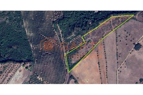 Terra a Assentiz, Santarem, Assentiz - € 22.500 | Ref: SAFTI:008041 - foto 3