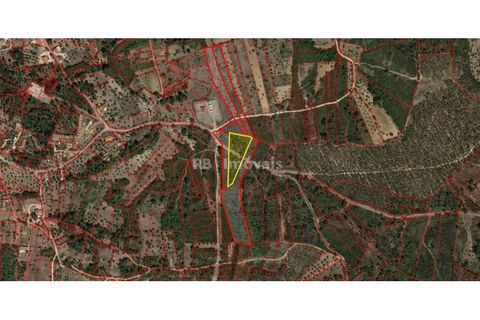 Helårsgrund i Tomar, Santarem, Tomar - € 17.500 | Ref: 01939-26 - foto 2
