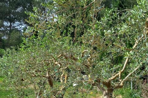 Helårsgrund i Ginestar, Tarragona, Ginestar - € 20.000 | Ref: EXP13927/8930 - foto 14