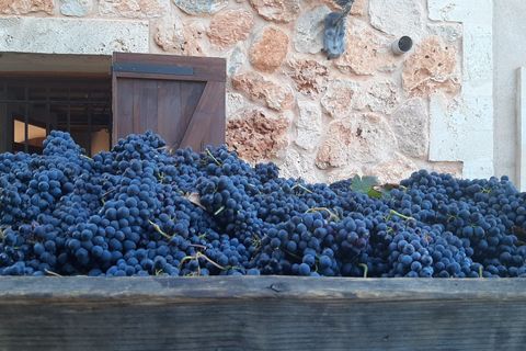 Erhvervsejendom i Binissalem, Mallorca, Binissalem - € 2.350.000 | Ref: 993 - foto 1