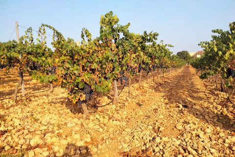 Erhvervsejendom i Binissalem, Mallorca, Binissalem - € 2.350.000 | Ref: 993 - foto 2