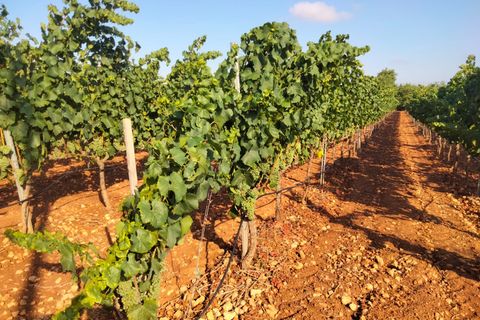Erhvervsejendom i Binissalem, Mallorca, Binissalem - € 2.350.000 | Ref: 993 - foto 3