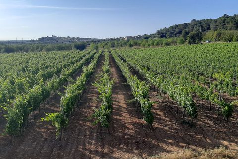 Erhvervsejendom i Binissalem, Mallorca, Binissalem - € 2.350.000 | Ref: 993 - foto 4