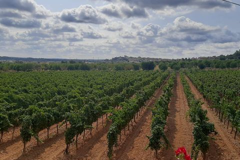 Erhvervsejendom i Binissalem, Mallorca, Binissalem - € 2.350.000 | Ref: 993 - foto 6