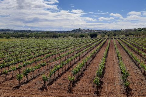 Erhvervsejendom i Binissalem, Mallorca, Binissalem - € 2.350.000 | Ref: 993 - foto 7