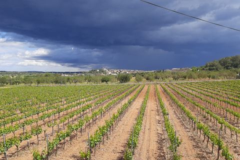 Erhvervsejendom i Binissalem, Mallorca, Binissalem - € 2.350.000 | Ref: 993 - foto 8